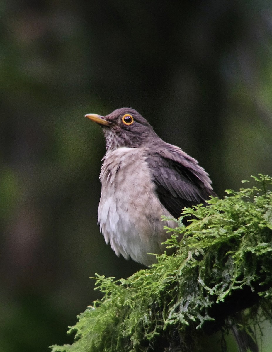 White-throated Thrush - ML644350630
