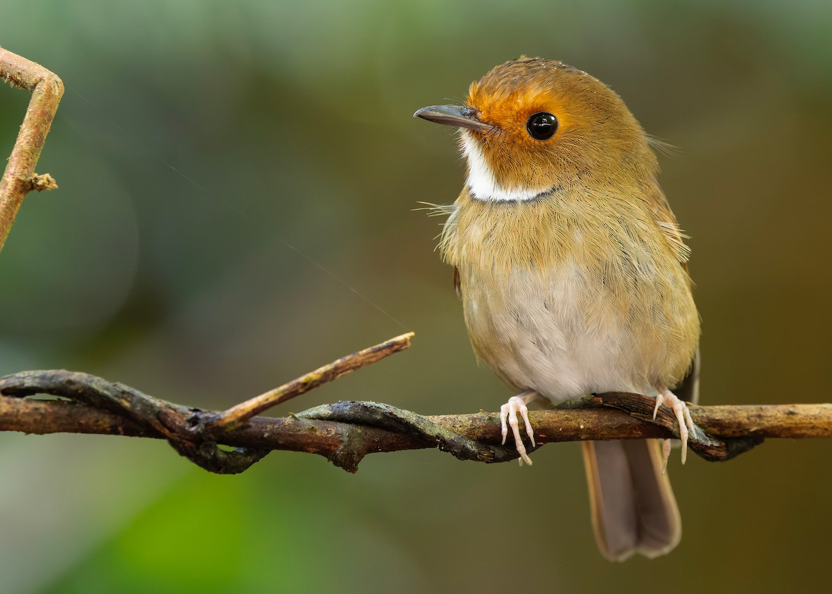 Rufous-browed Flycatcher - ML644350631