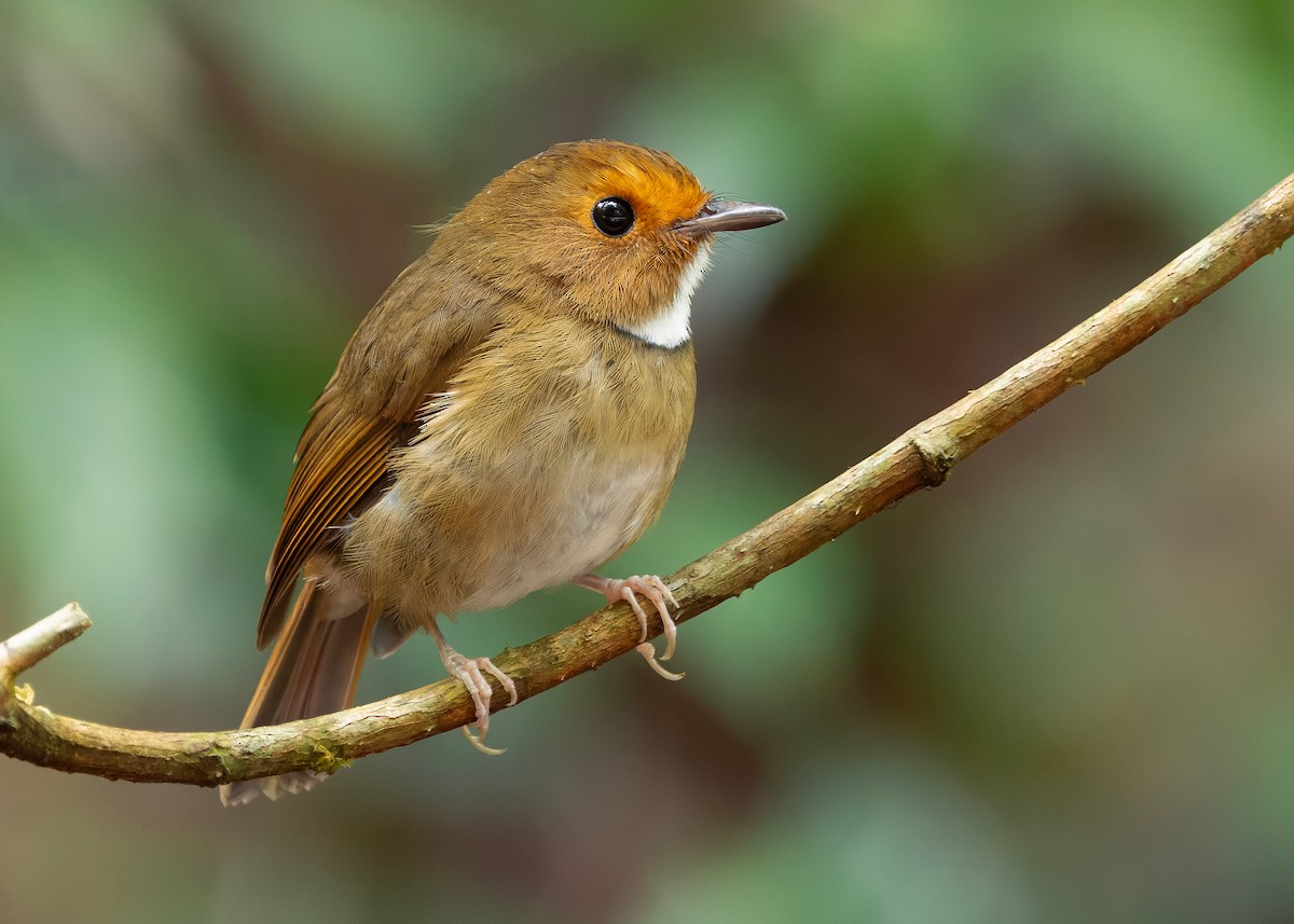 Rufous-browed Flycatcher - ML644350632