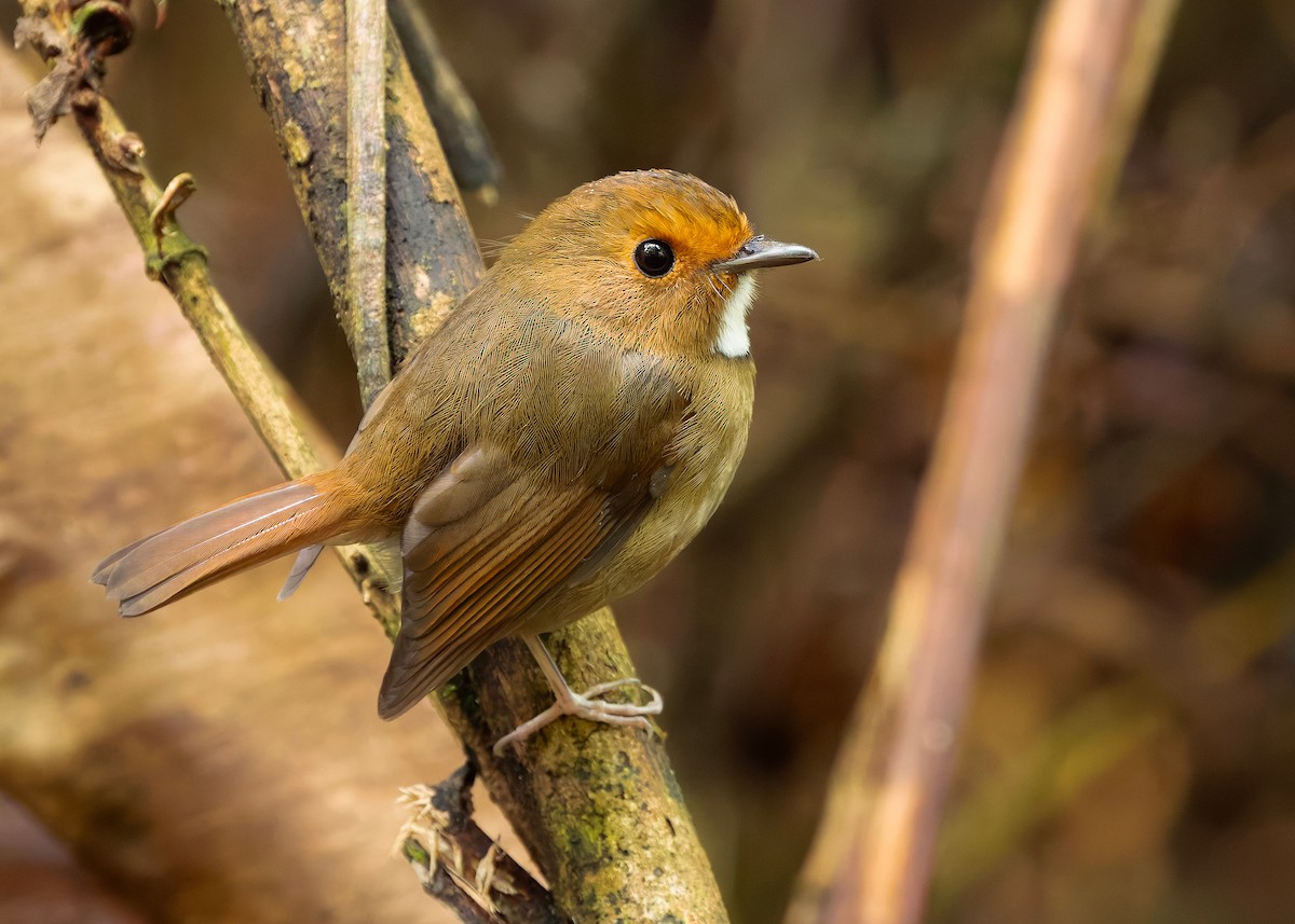 Rufous-browed Flycatcher - ML644350633
