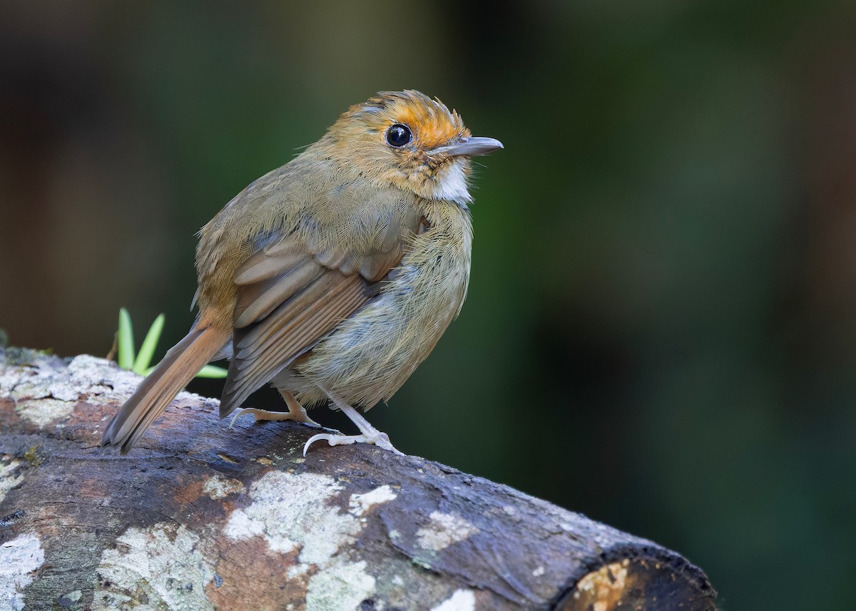 Rufous-browed Flycatcher - ML644350634