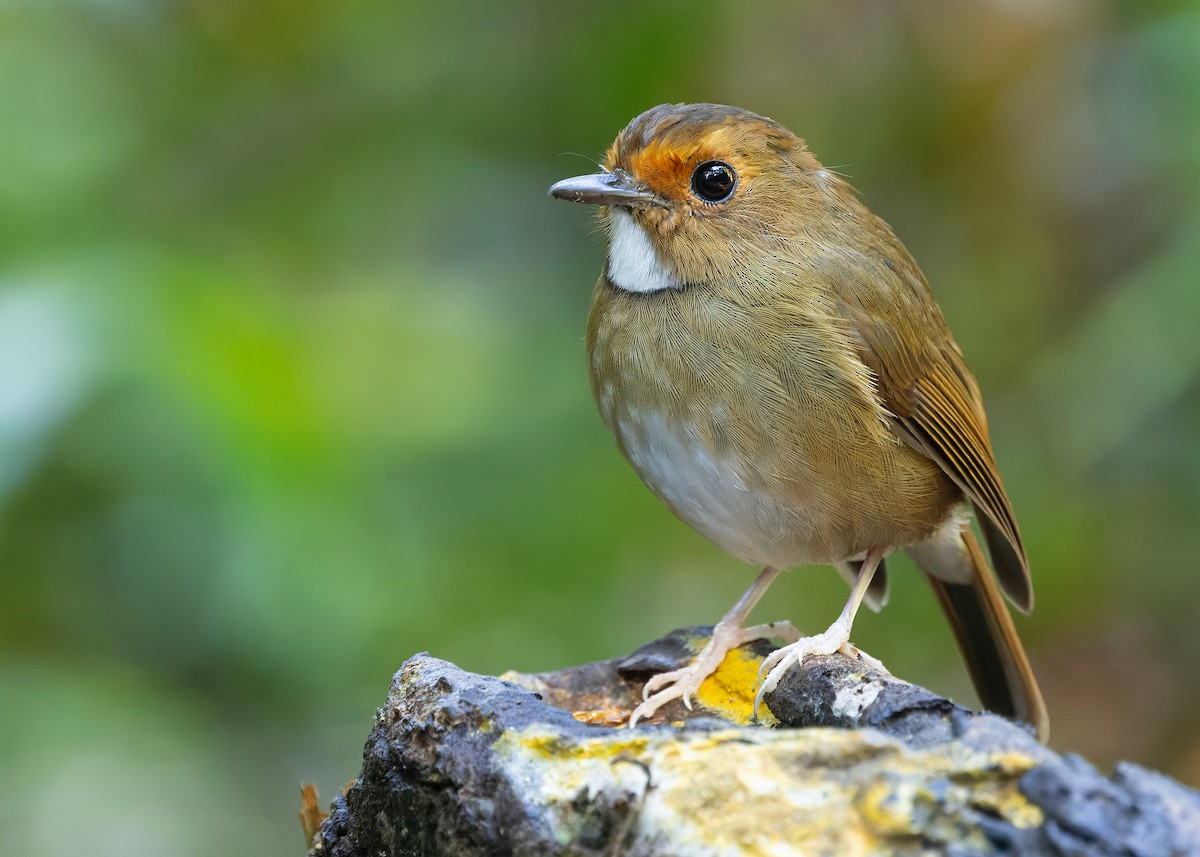 Rufous-browed Flycatcher - ML644350635