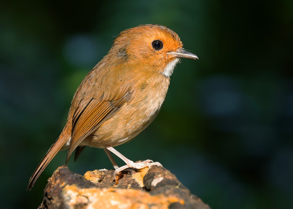 Rufous-browed Flycatcher - ML644350636