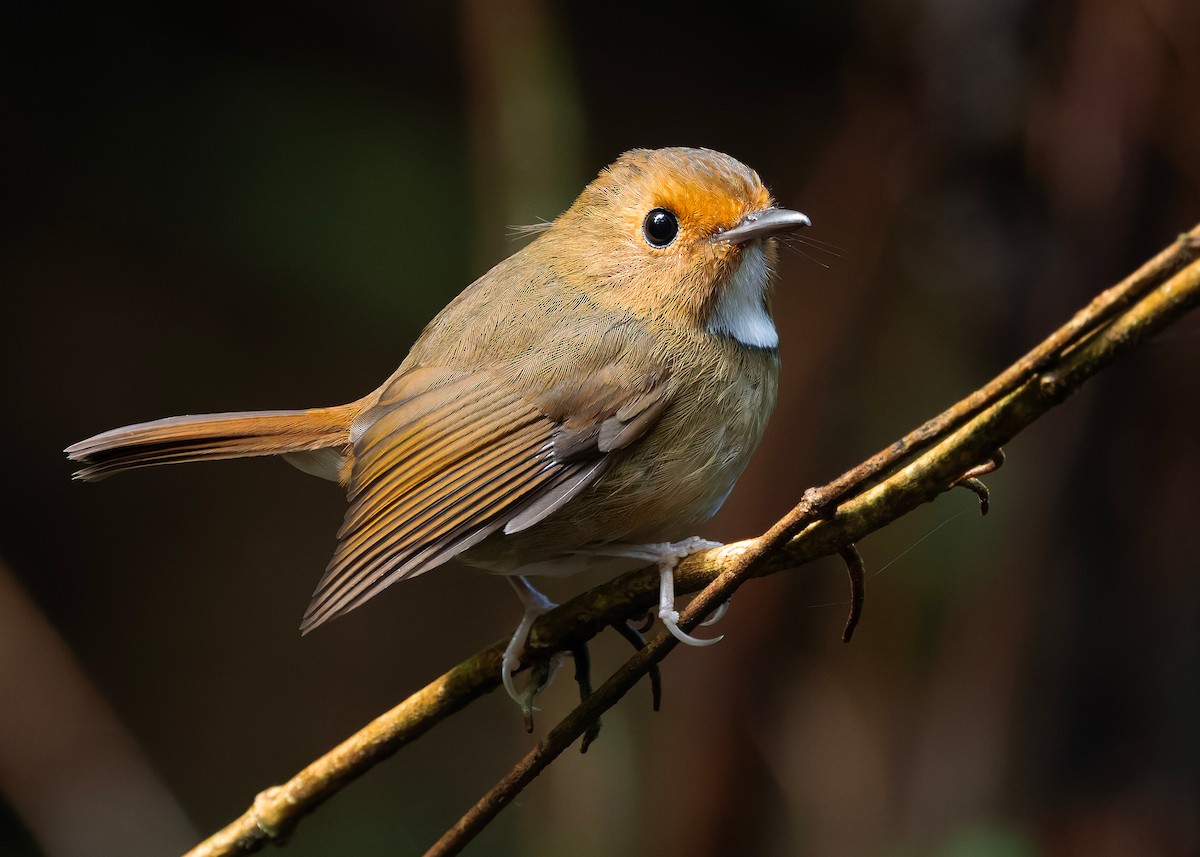 Rufous-browed Flycatcher - ML644350637