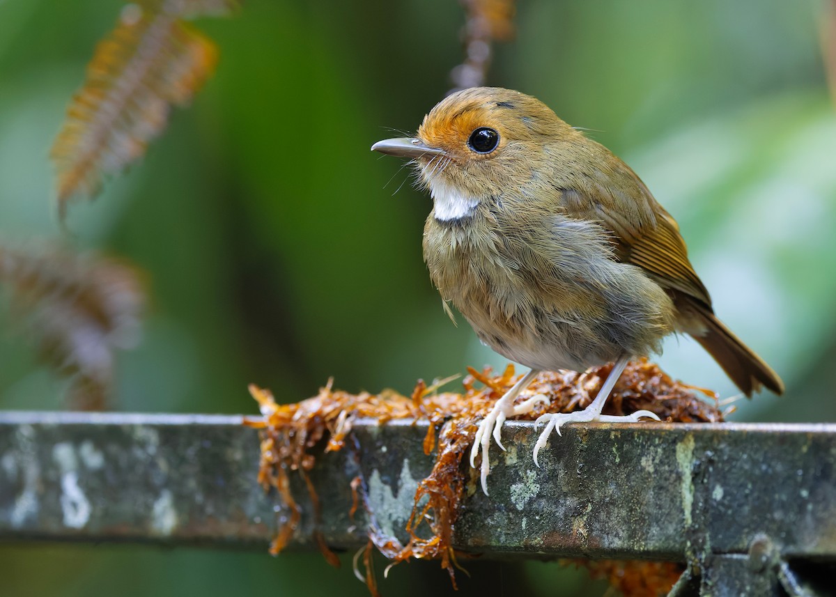 Rufous-browed Flycatcher - ML644350638