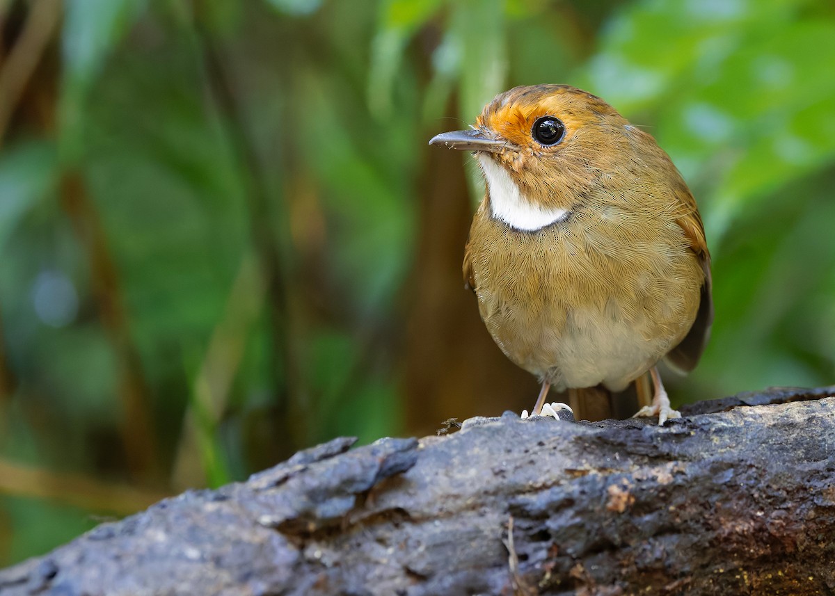 Rufous-browed Flycatcher - ML644350639