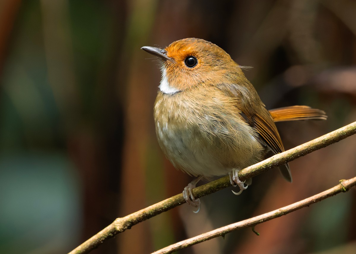 Rufous-browed Flycatcher - ML644350640
