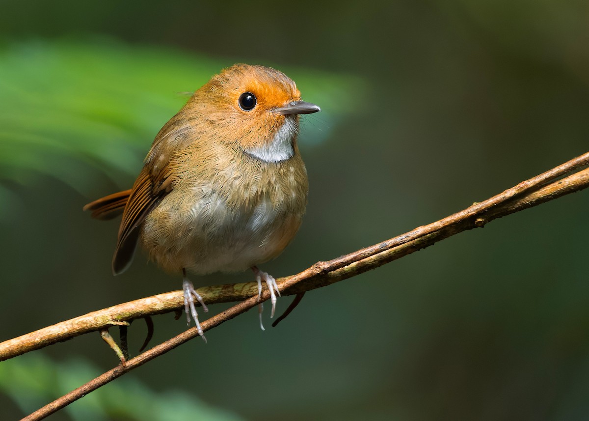 Rufous-browed Flycatcher - ML644350641