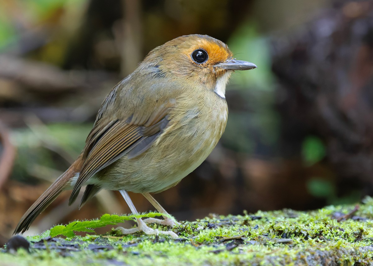 Rufous-browed Flycatcher - ML644350642