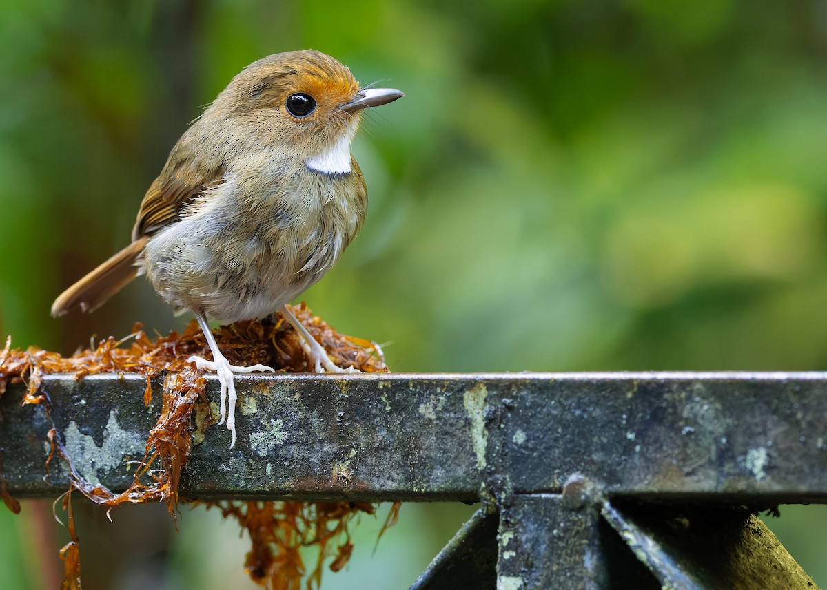Rufous-browed Flycatcher - ML644350643