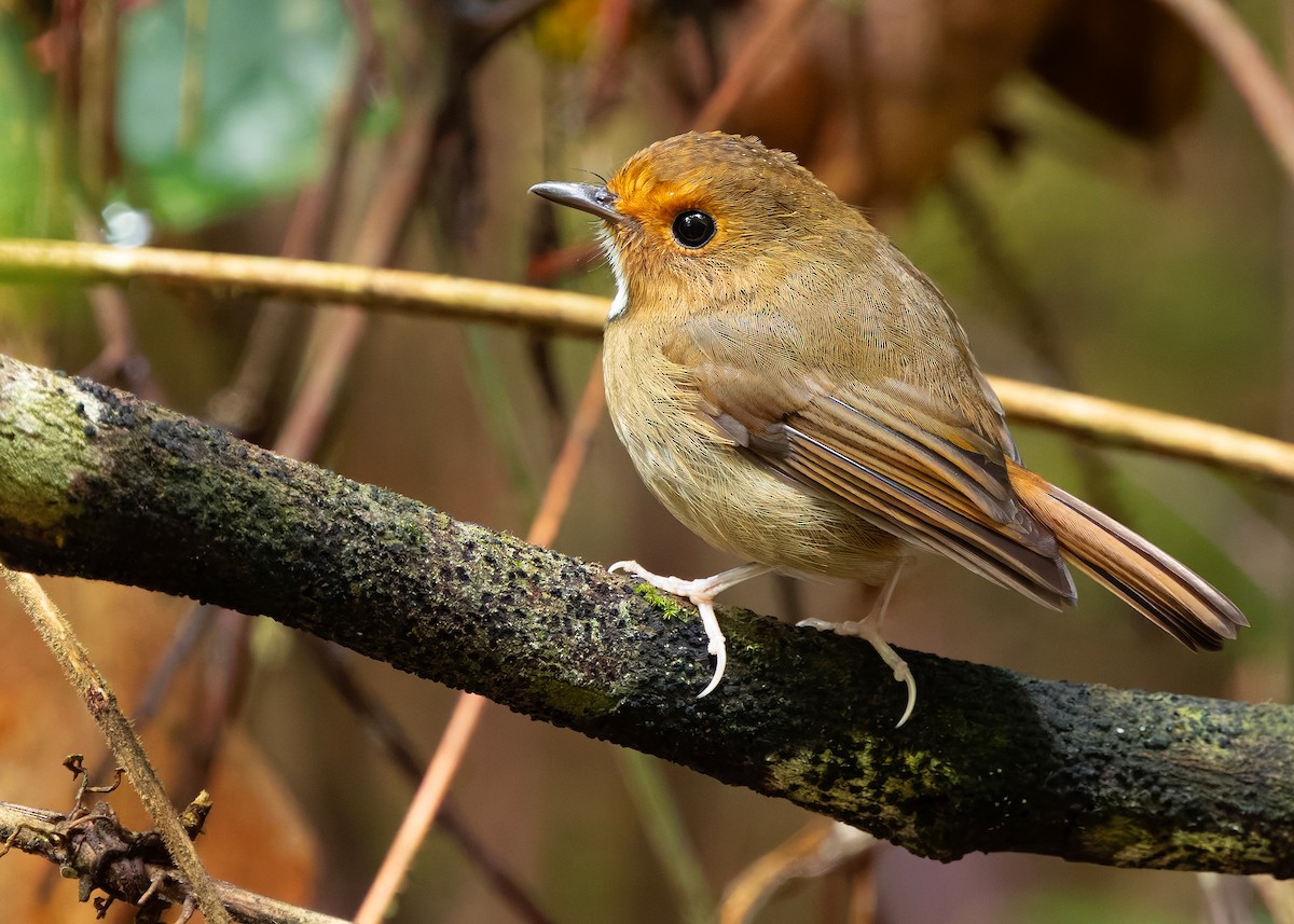 Rufous-browed Flycatcher - ML644350644