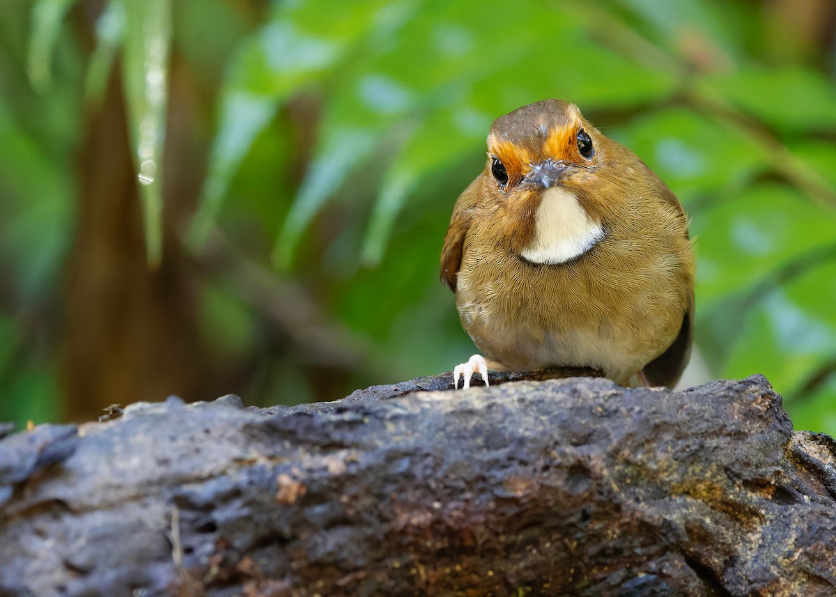 Rufous-browed Flycatcher - ML644350645