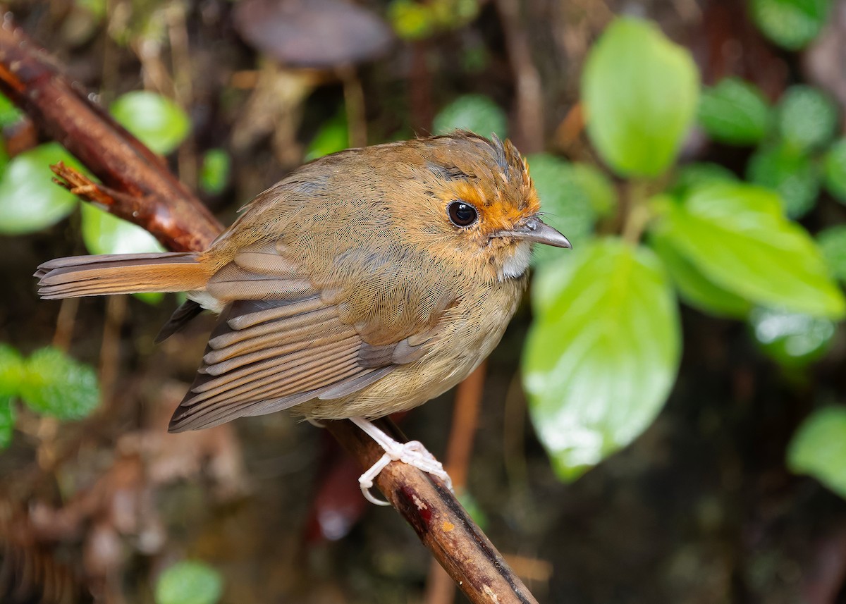 Rufous-browed Flycatcher - ML644350646