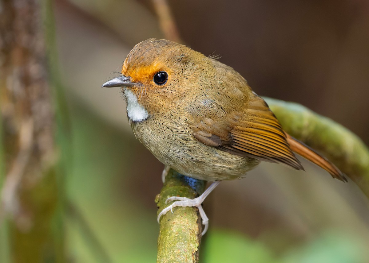 Rufous-browed Flycatcher - ML644350647