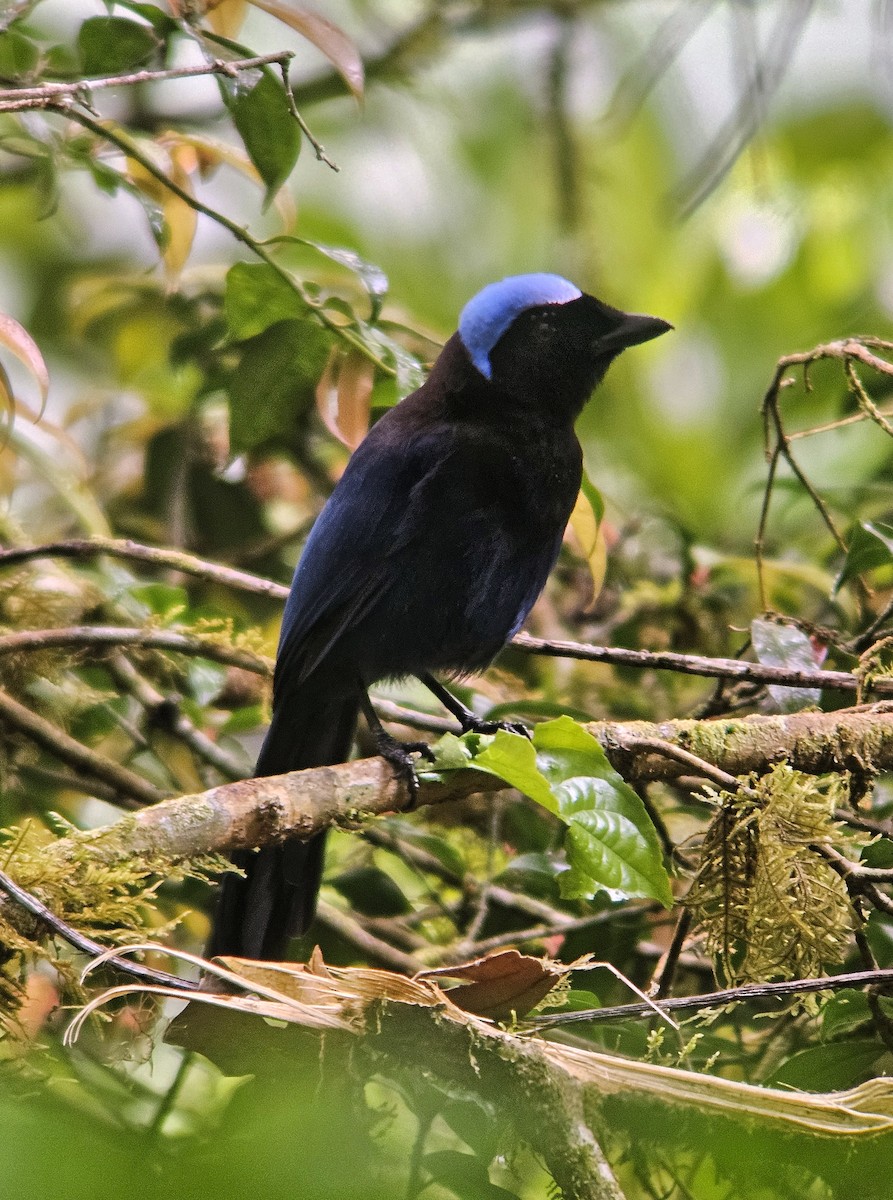 Azure-hooded Jay - ML644350652