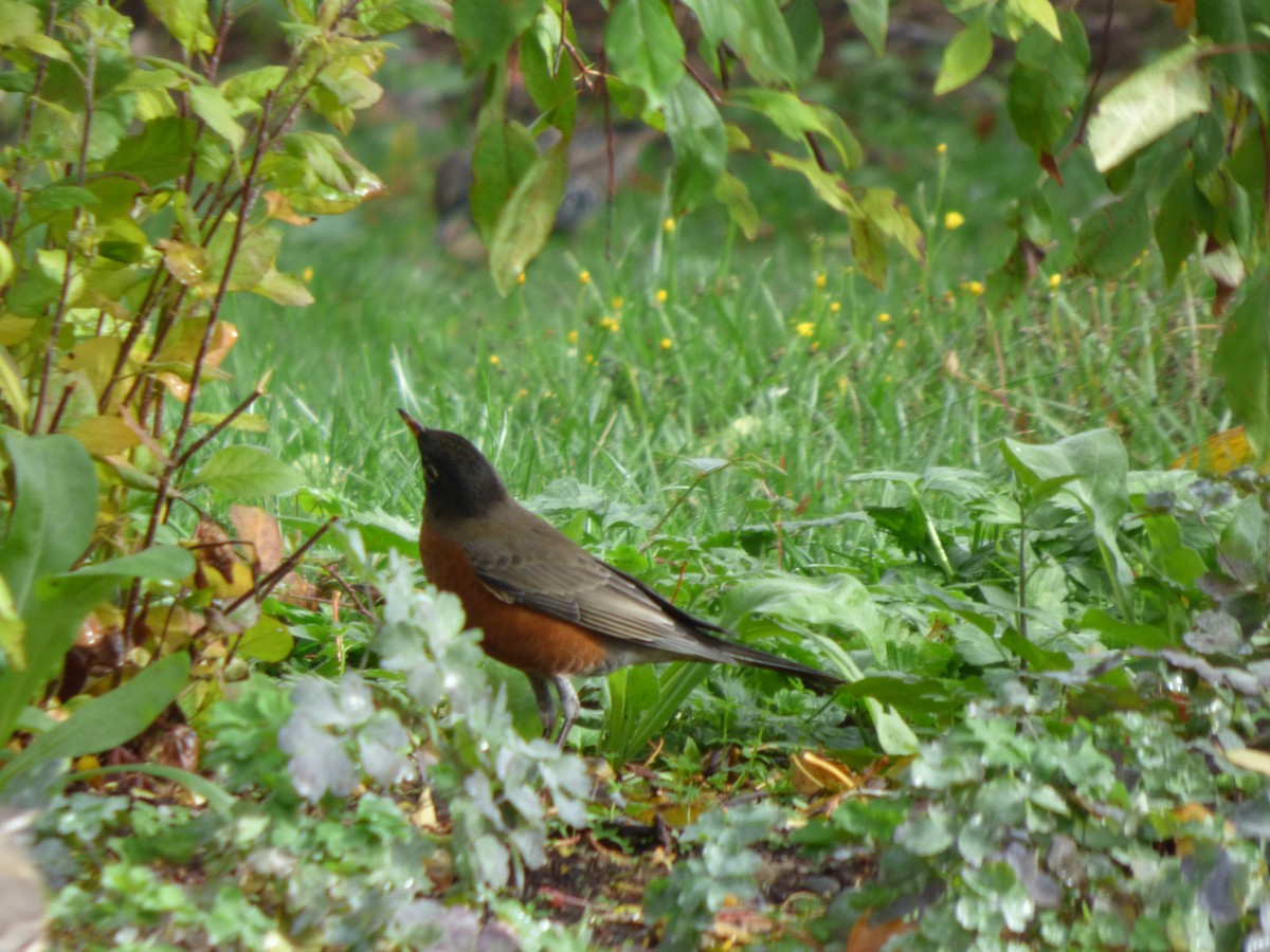 American Robin - ML644350653