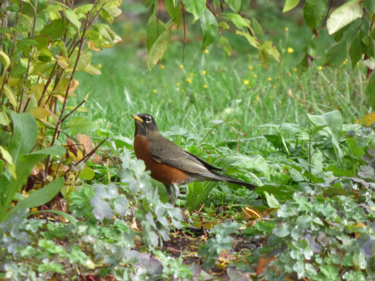 American Robin - ML644350657