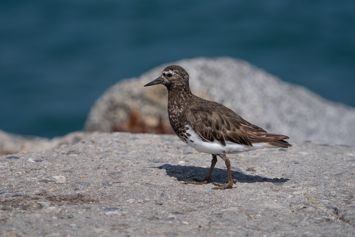 kamenáček černohlavý - ML644350659