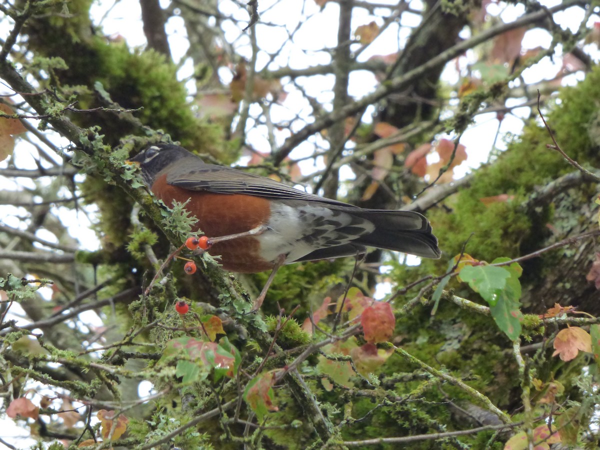 American Robin - ML644350662