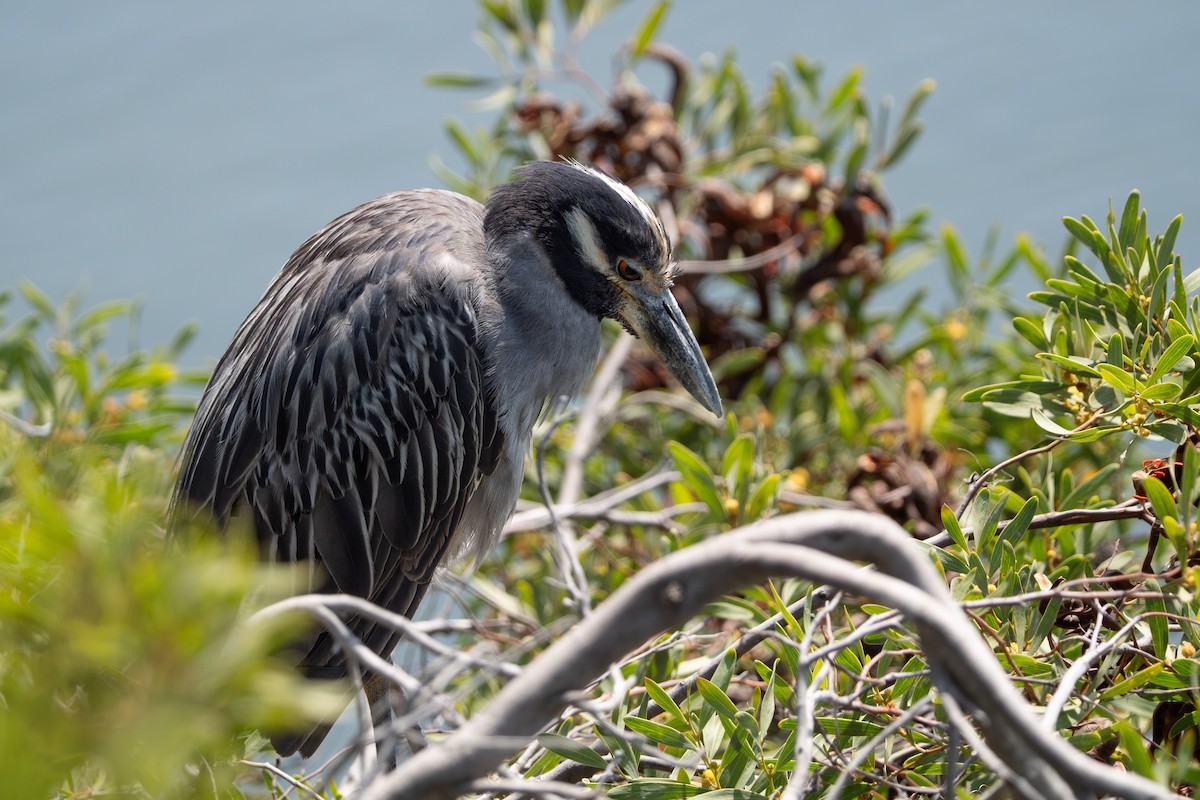 Sarı Tepeli Gece Balıkçılı - ML644350664