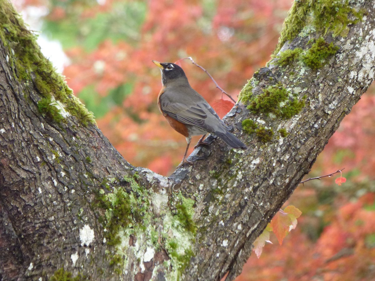 American Robin - ML644350665