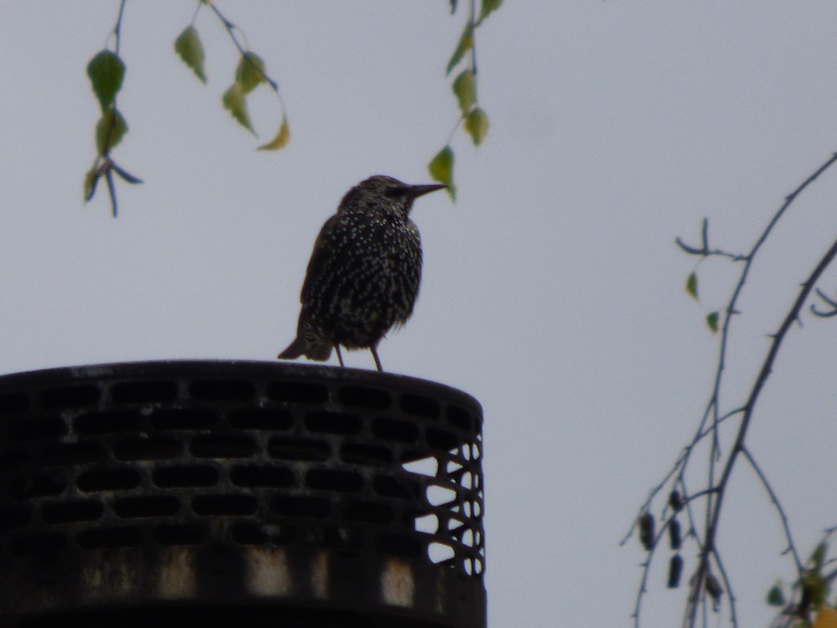 European Starling - ML644350666