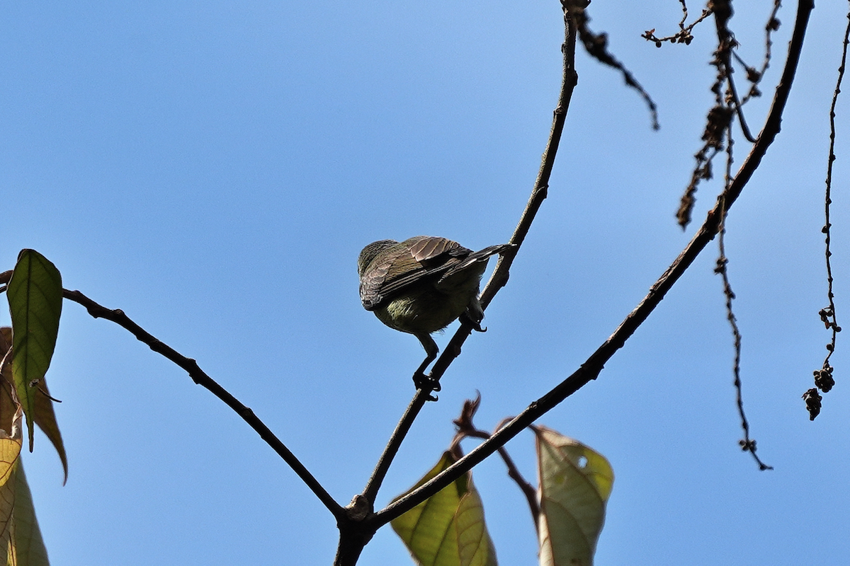 Karmesinnektarvogel - ML644350669