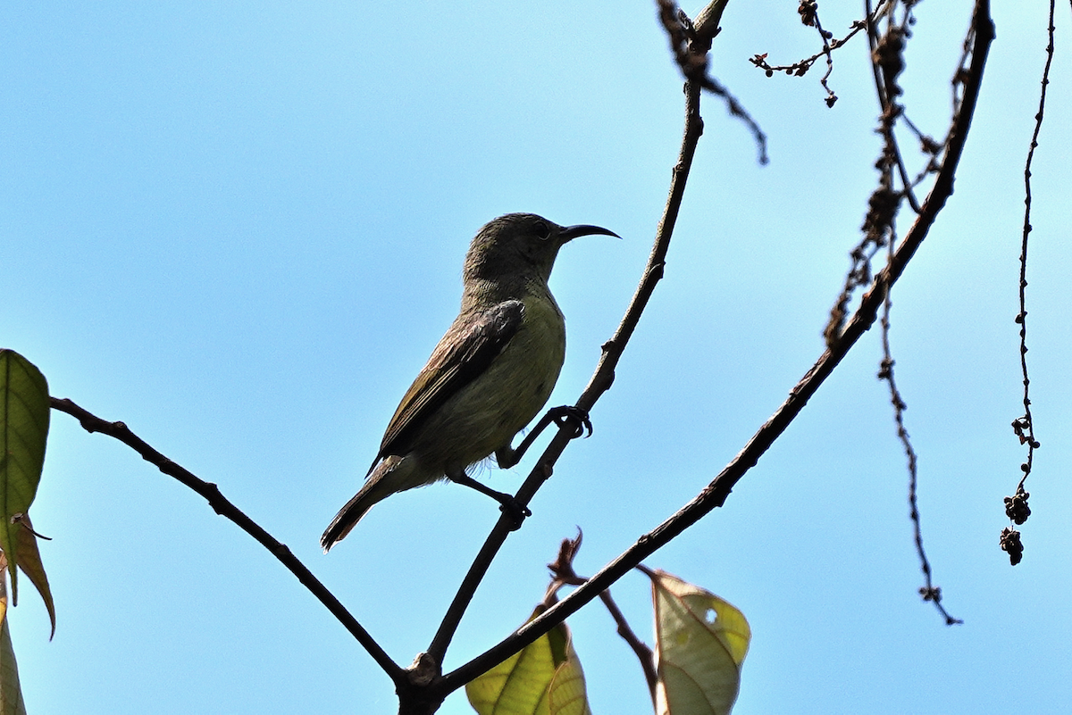 Karmesinnektarvogel - ML644350670