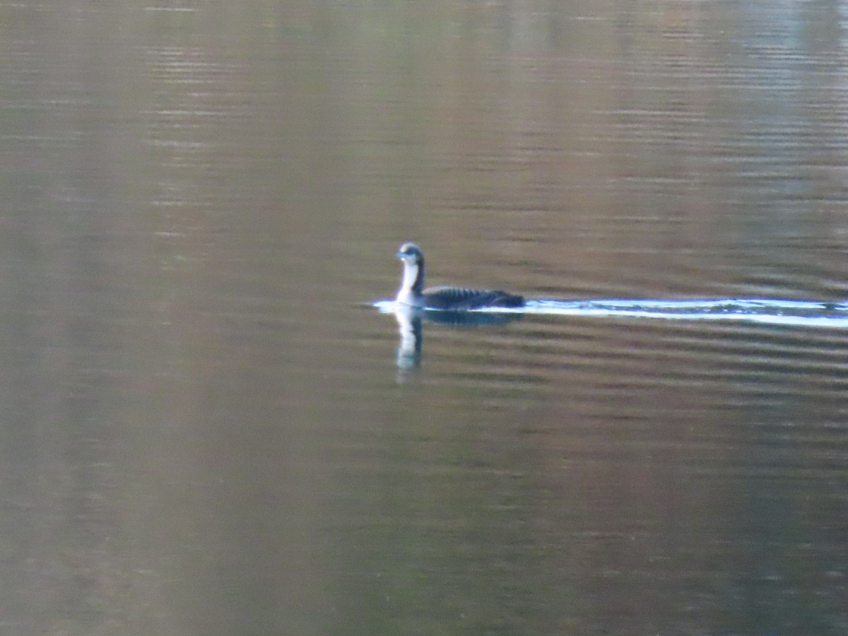 Pacific Loon - ML644350691