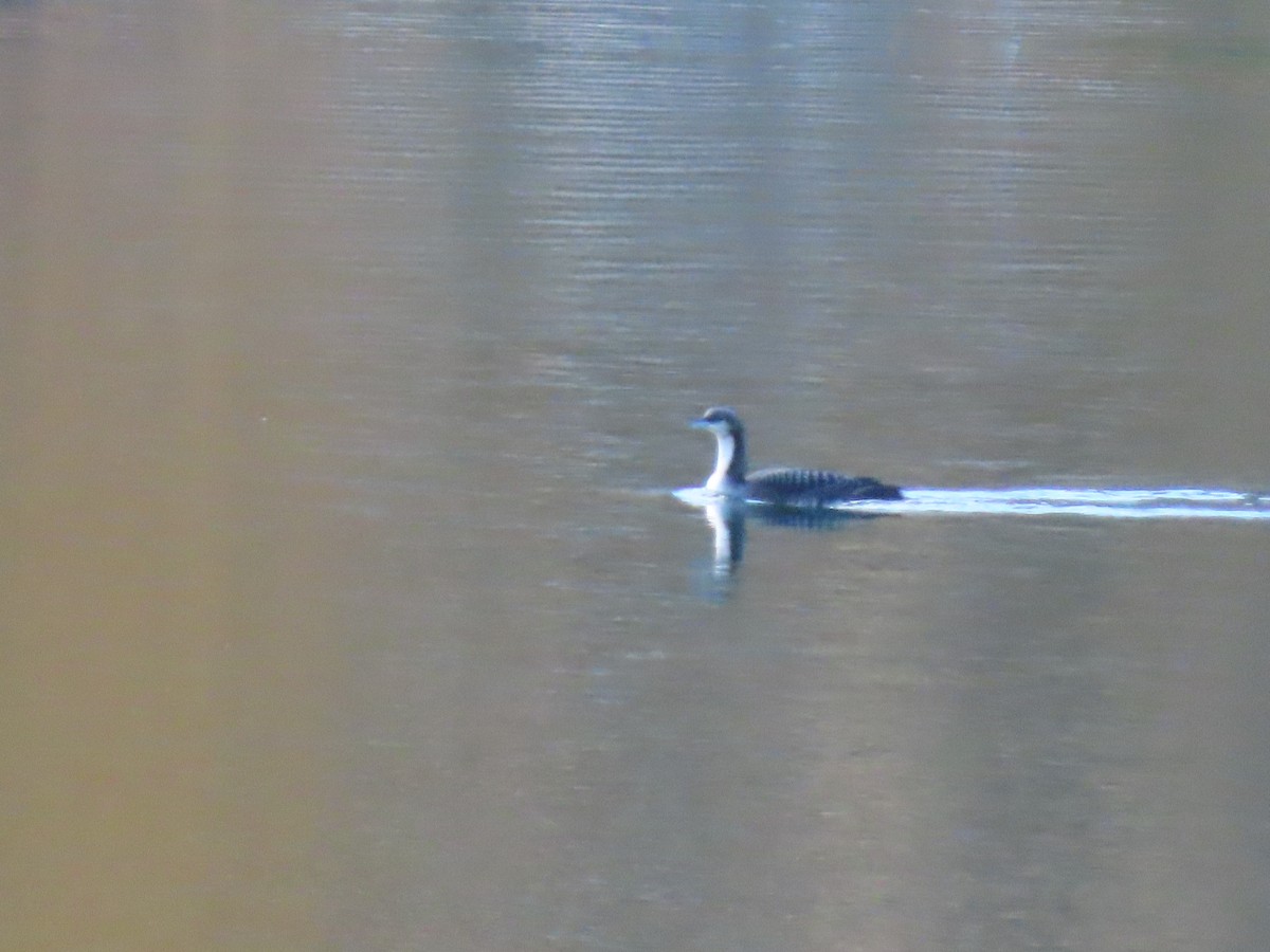 Pacific Loon - ML644350692