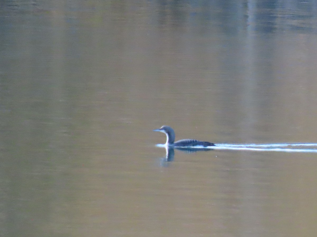 Pacific Loon - ML644350693