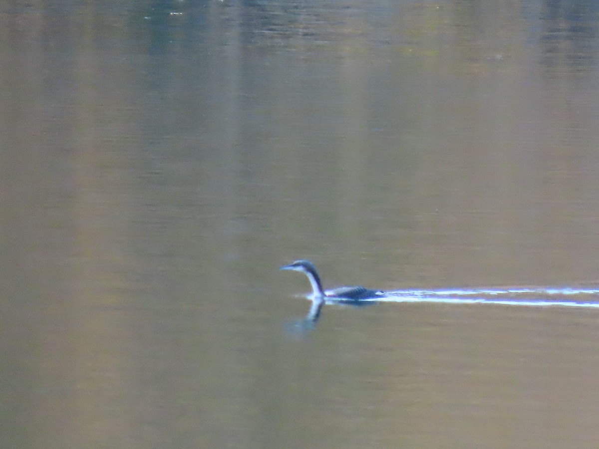 Pacific Loon - ML644350694