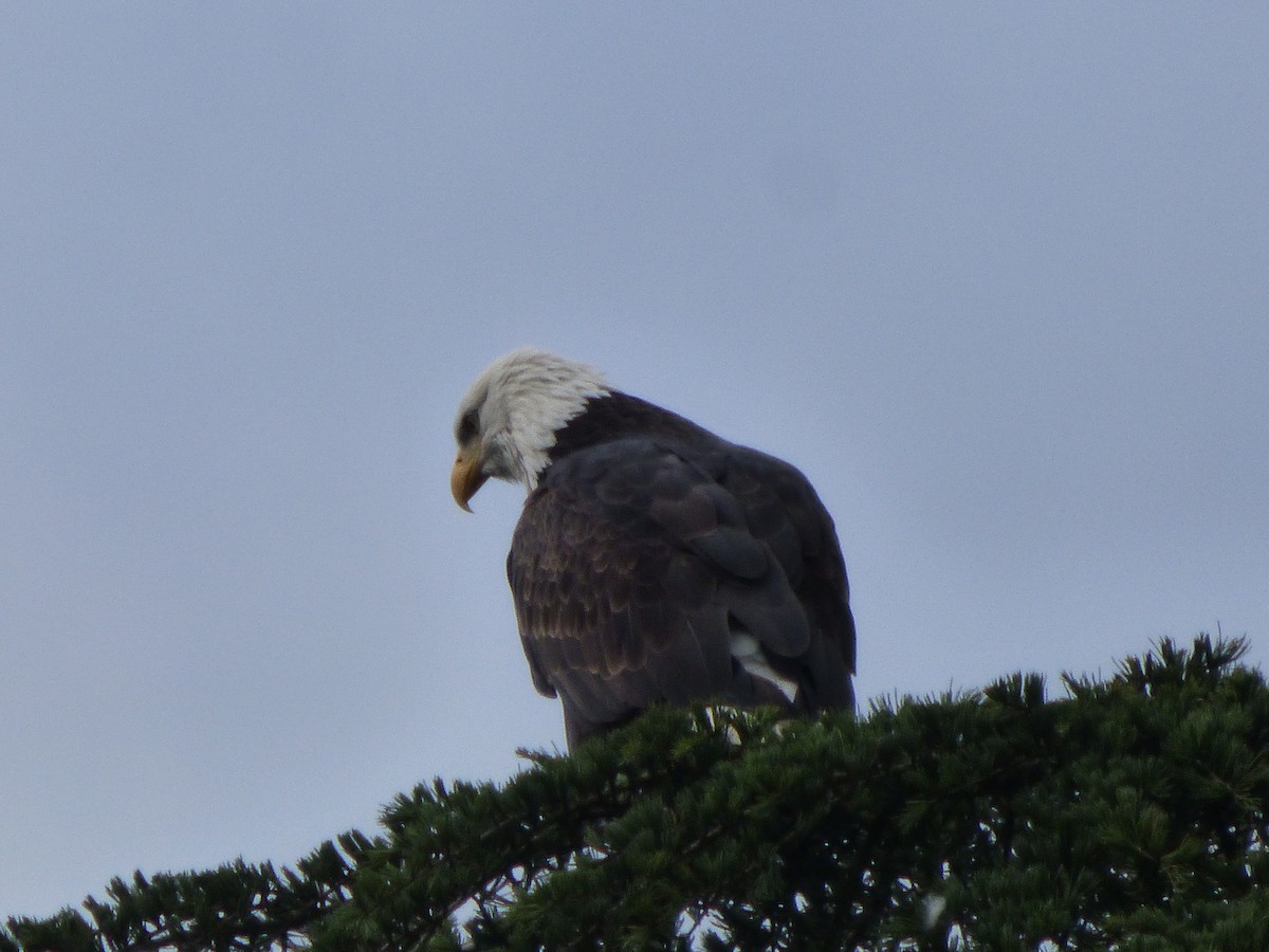 Bald Eagle - ML644350695
