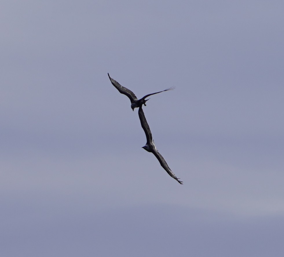 עיטם לבן-ראש - ML644350696