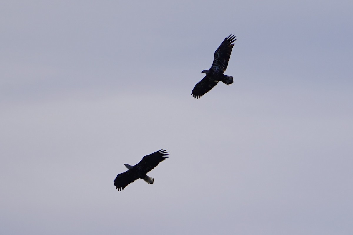 עיטם לבן-ראש - ML644350697