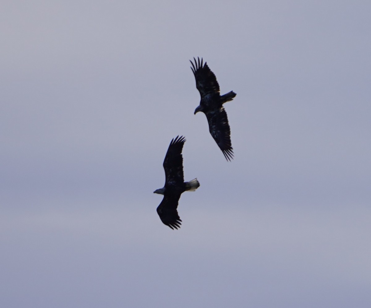 עיטם לבן-ראש - ML644350699