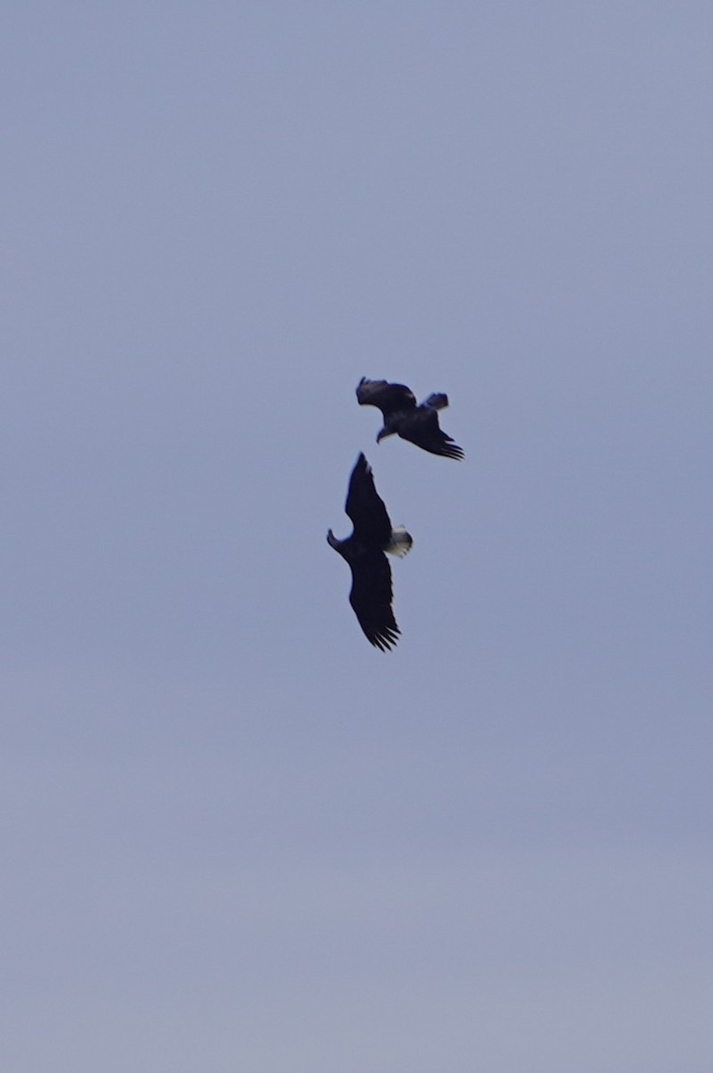 עיטם לבן-ראש - ML644350701