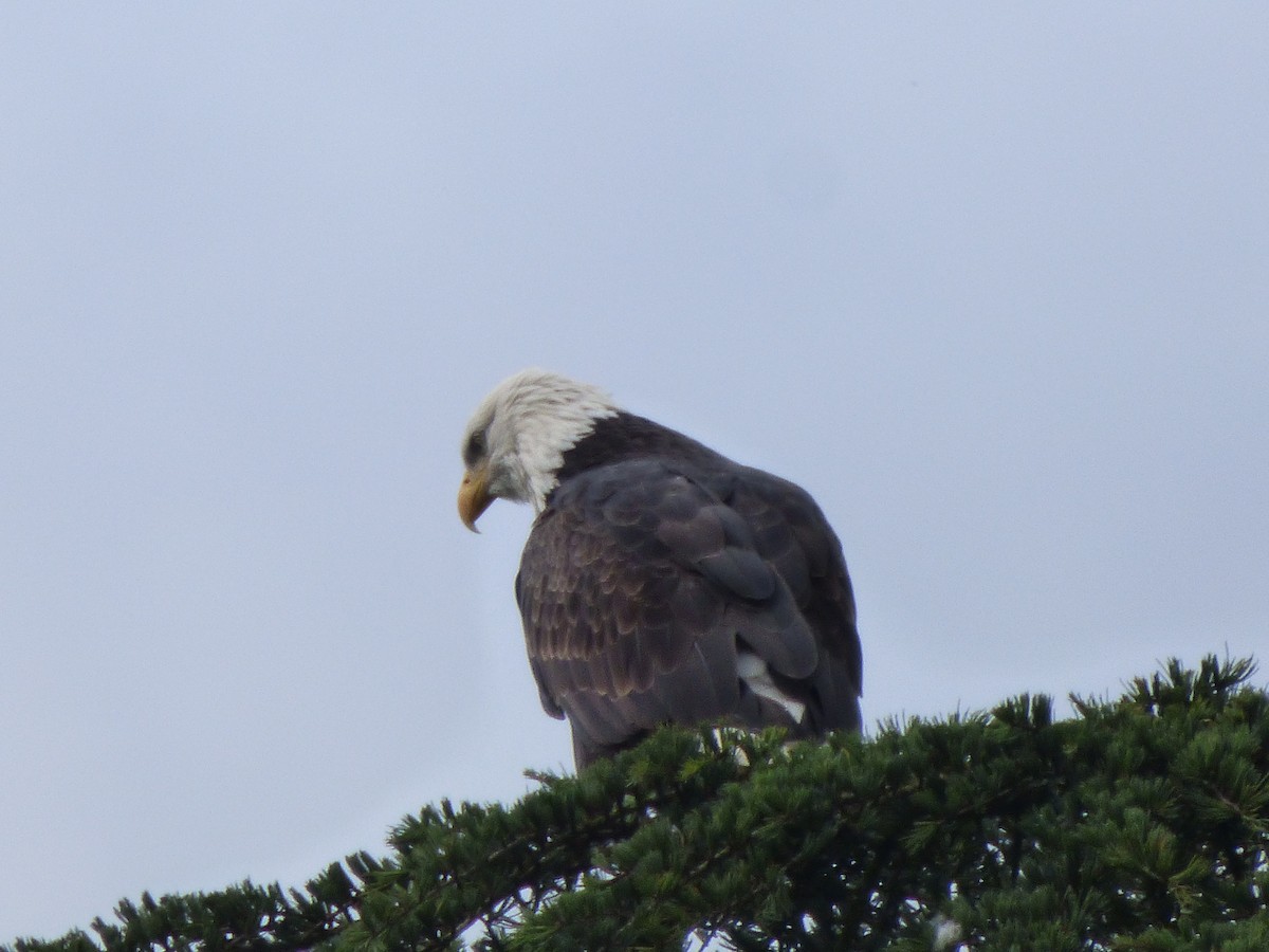עיטם לבן-ראש - ML644350702