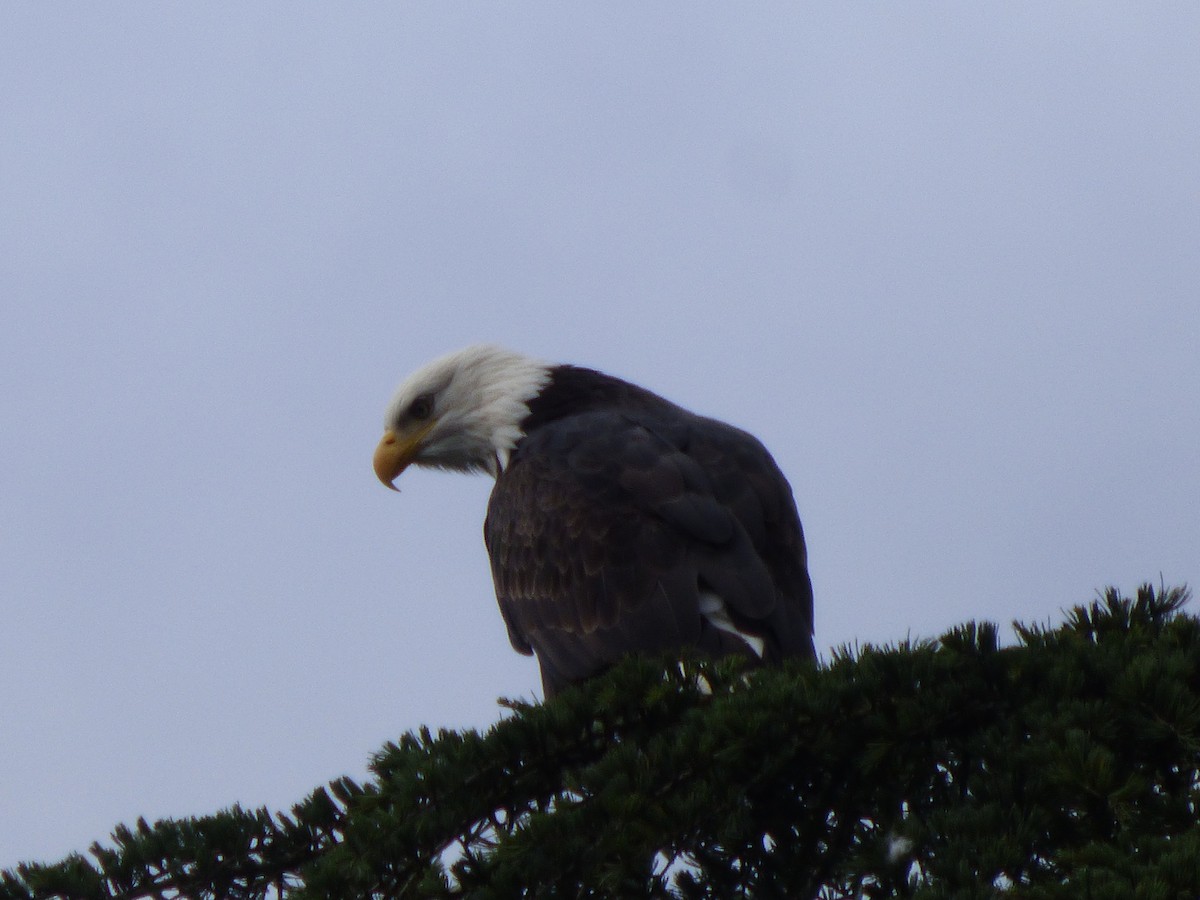 עיטם לבן-ראש - ML644350715