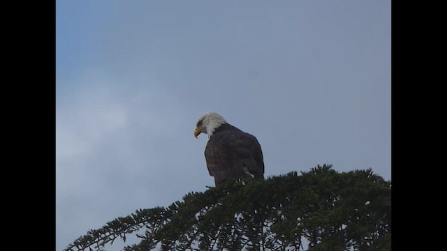 עיטם לבן-ראש - ML644350718