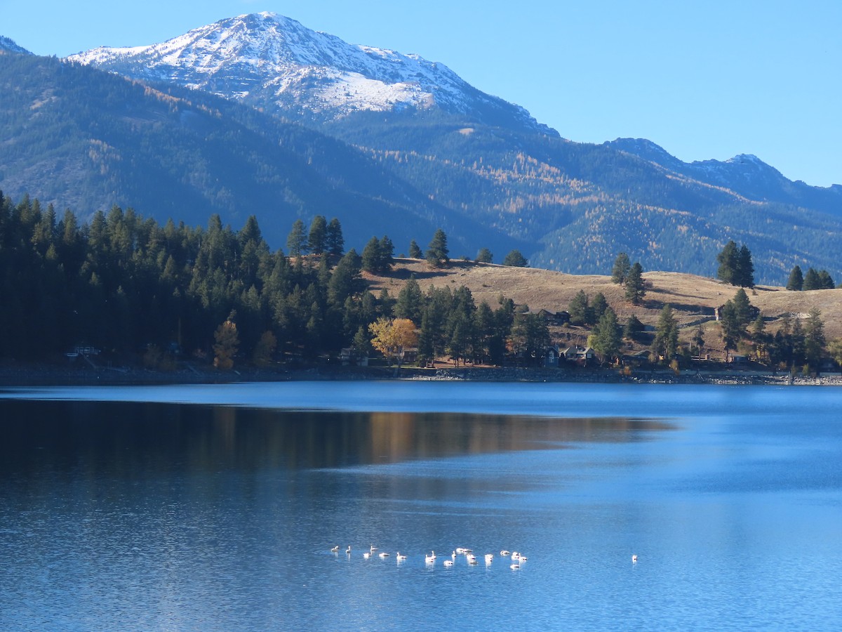 Tundra Swan - ML644350719
