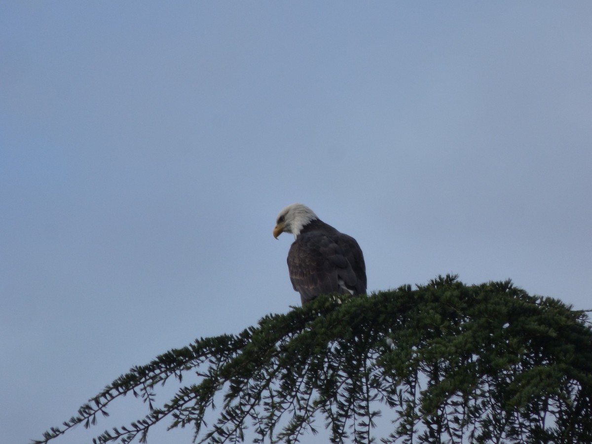עיטם לבן-ראש - ML644350722