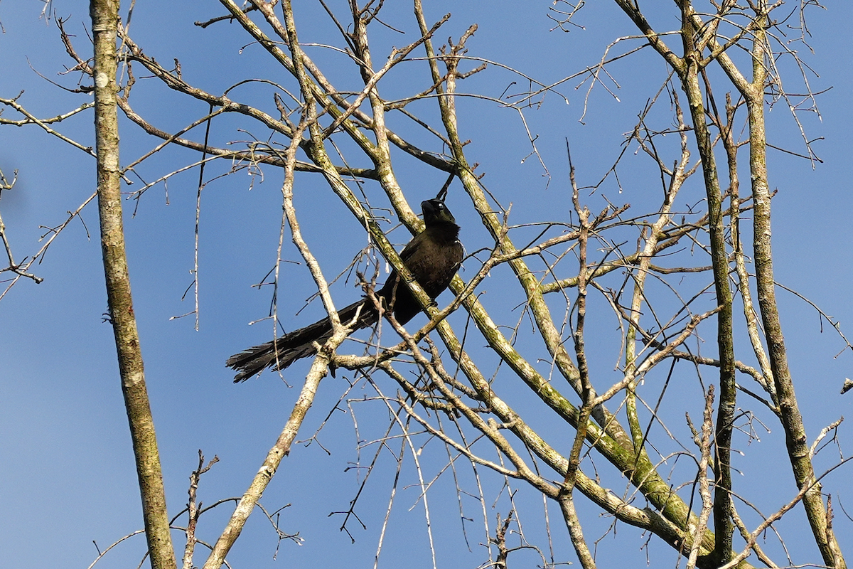 Racket-tailed Treepie - ML644350727