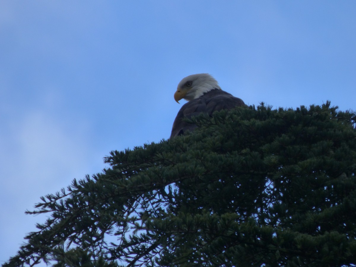 עיטם לבן-ראש - ML644350728