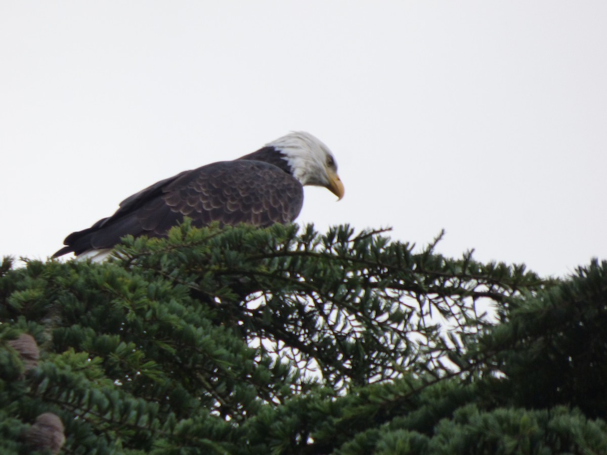 עיטם לבן-ראש - ML644350732