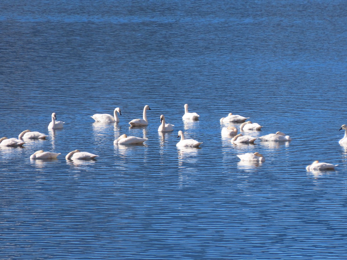 Tundra Swan - ML644350737