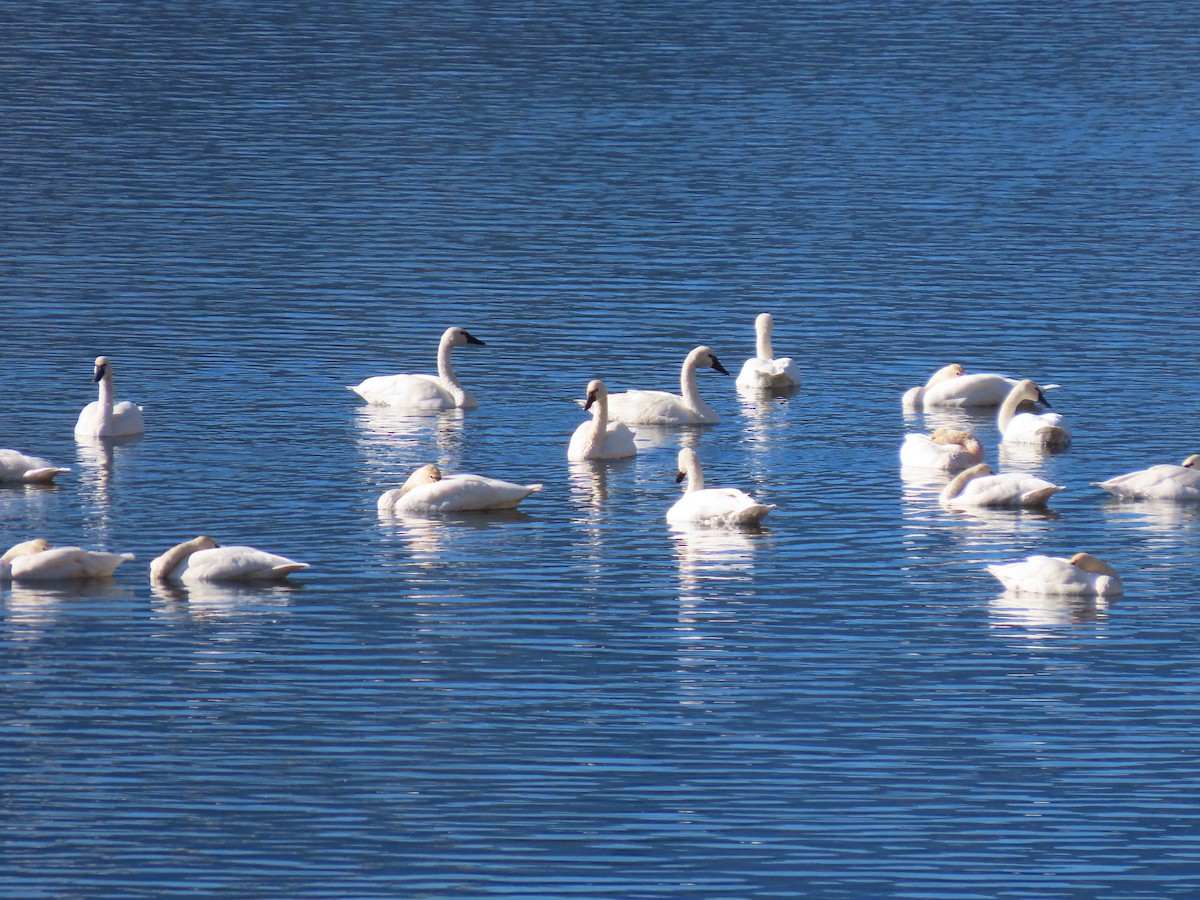 Tundra Swan - ML644350738
