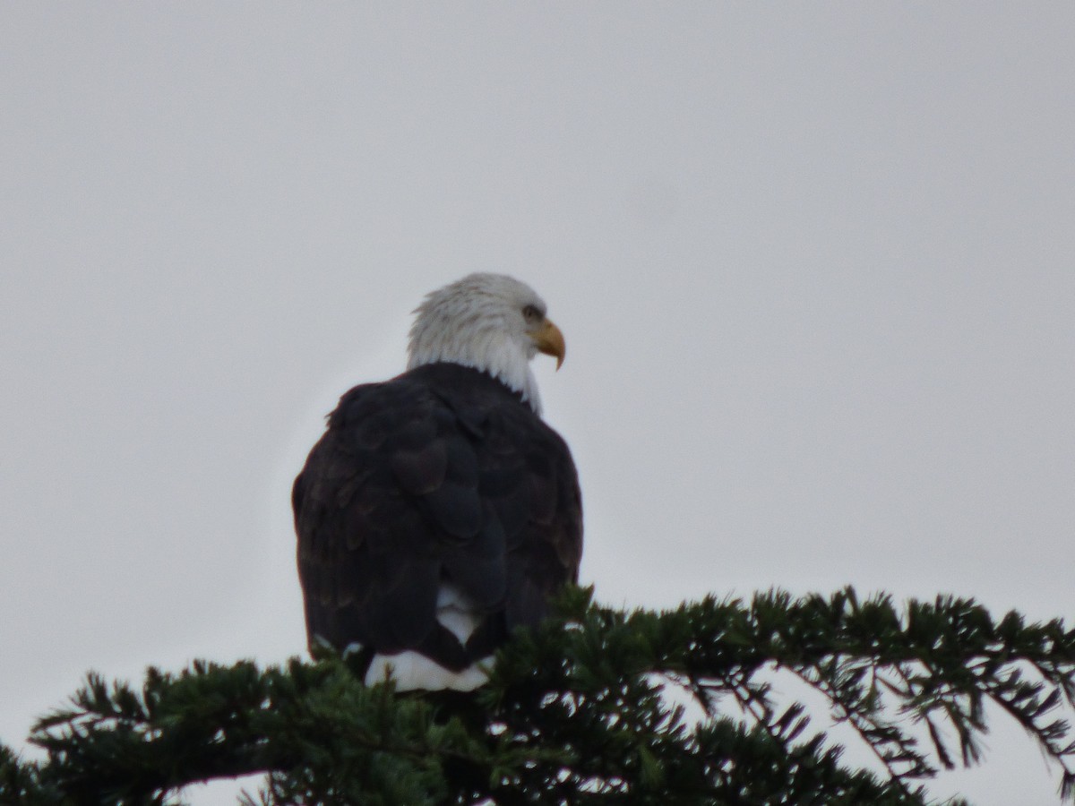 עיטם לבן-ראש - ML644350739