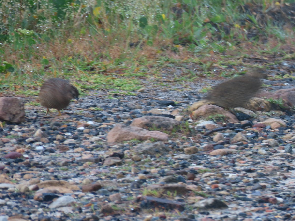 Перепілка бура - ML644350745