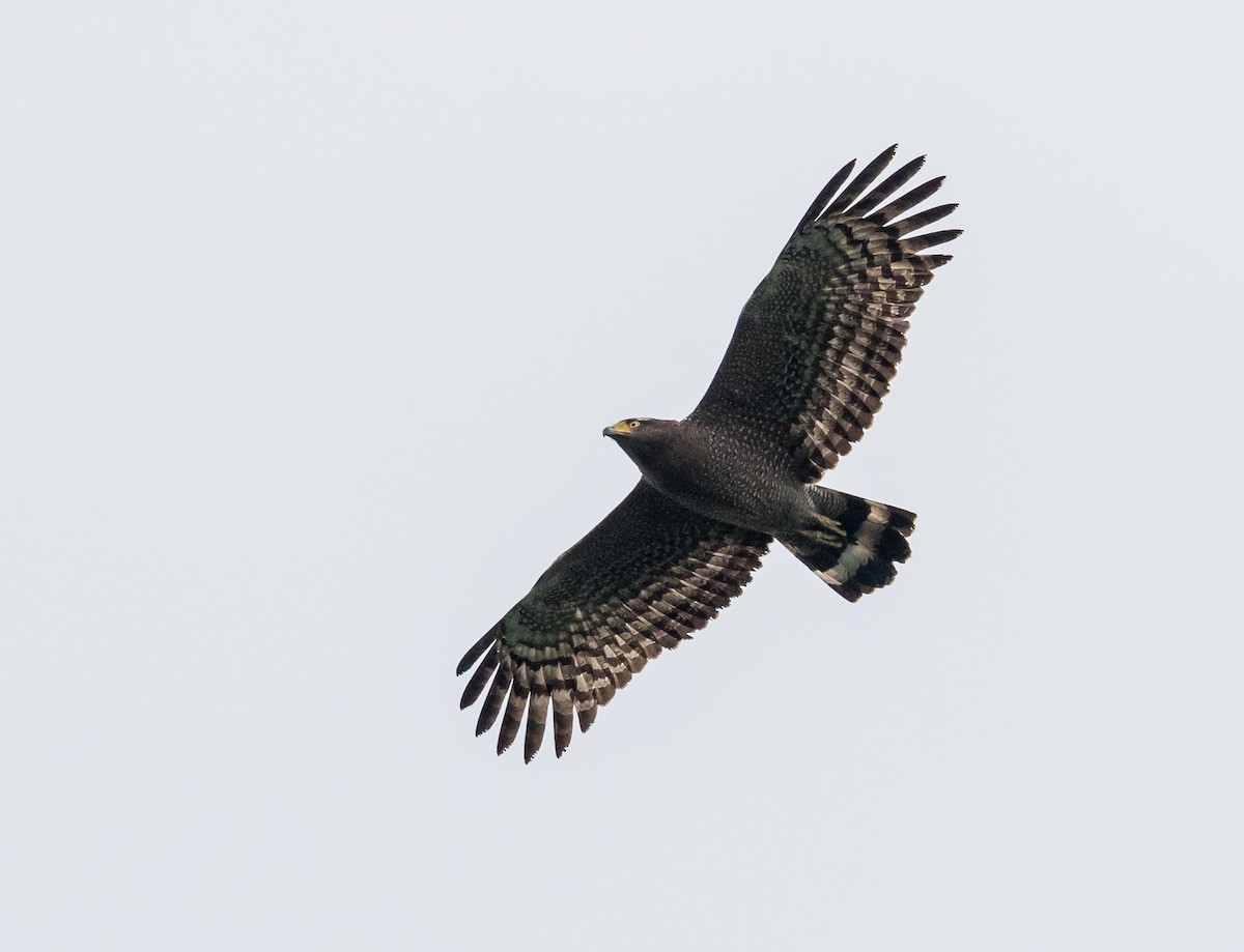 カンムリワシ - ML644350747